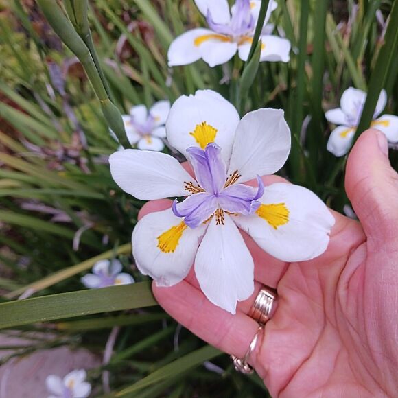 JAPANESE IRIS 10 SEEDS Dietes Iriodiodes Fortnight Lily Evergreen Grass Drought - Picture 4 of 13